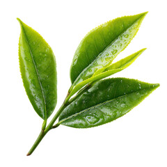 tea leave isolated transparant background