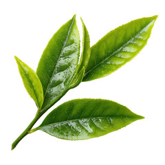 tea leave isolated transparant background