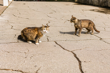 Two stray cats on cracked pavement in sunny courtyard. Street animals, urban wildlife, and everyday outdoor interaction.