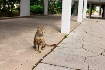 Tabby cat sitting near white columns on cracked pavement. Urban animal, solitude, and quiet observation in residential surroundings.