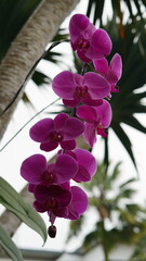 Elegant magenta orchids bloom gracefully along a tree trunk, showcasing delicate petals and vibrant colors in a serene, tropical garden atmosphere.