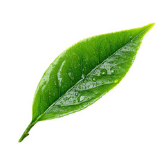 tea leave isolated transparant background