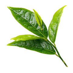 tea leave isolated transparant background