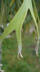 Delicate green antler-like fronds reach downward in soft curves, showcasing the unique elegance of a staghorn fern in lush tropical surroundings.Delicate green antler-like fronds reach downward in sof