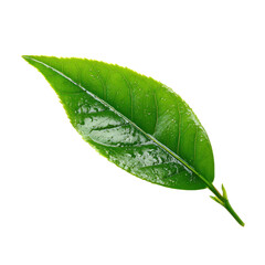 tea leave isolated transparant background