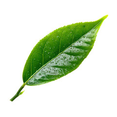 tea leave isolated transparant background