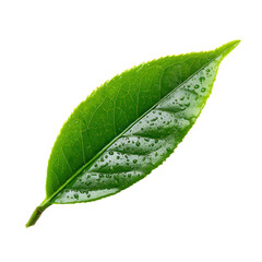 tea leave isolated transparant background