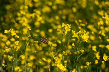 Cockchafer beetle perched on a blooming rapeseed branch in a yellow rapeseed field