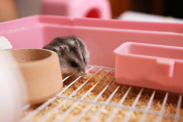 People look after and play with the hamster.