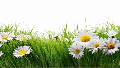 a vibrant fresh spring green grass lawn edge border adorned with daisy flowers isolated against a transparent background