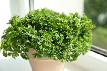 Potted parsley plant on window sill, closeup