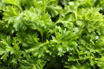 Fresh curly parsley as background, closeup view