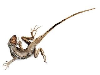 Fototapeta premium lizard on white background