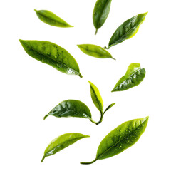 tea leaves flying isolated transparant background