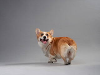 A Corgi looks over its shoulder while sitting on a grey background, with a playful and curious...