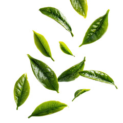 tea leaves flying isolated transparant background