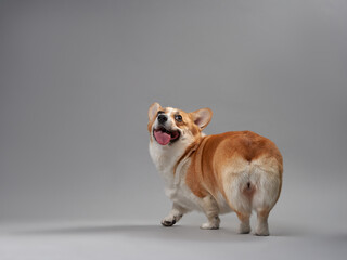 A Corgi dog sits on a gray background, facing sideways, showing a playful demeanor. The dog is calm...