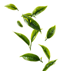 tea leaves flying isolated transparant background