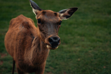 Animals roaming around are the best for photography