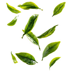tea leaves flying isolated transparant background