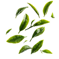 tea leaves flying isolated transparant background