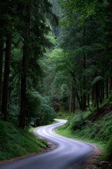 Narrow road surrounded by thick forest, no signs of people