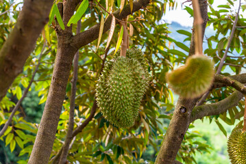 Durian fruit at durian tree in organic fruit garden.