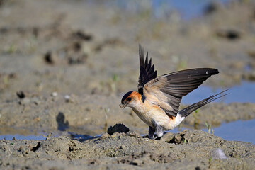 Rötelschwalbe (Cecropis rufula)  sammelt Schlamm als Nistmaterial an einer Pfütze // Red-rumped Swallow collects mud as nesting material from a puddle