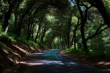 Fototapeta premium Road fading into distance under canopy