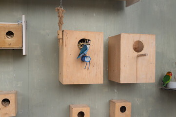 Birds resting in wooden nesting boxes with perches and openings