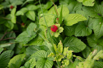 Wild red berries amidst lush green leaves