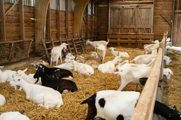 Goats resting in a cozy barn with straw bedding