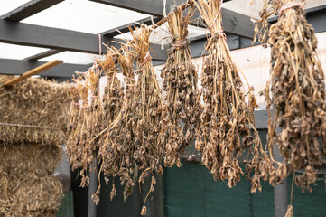 Dried plant bundles hanging in rustic outdoor shed structure