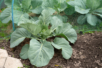 Lush cabbage plant in garden with protective netting