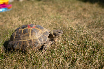 Tortoise sunbathing on grassy lawn in bright summer light