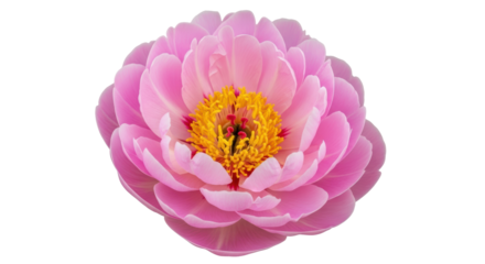 Isolated Pink Peony Flower