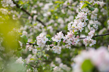 Blooming apple tree branch with delicate pink and white flowers in springtime garden