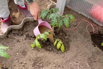 Caucasian female adult watering tomato plant in garden with pink watering can