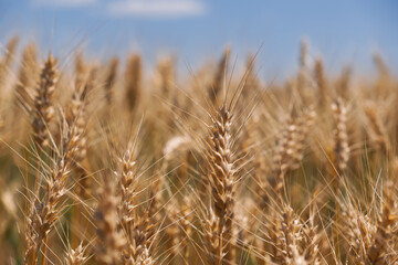 Ears of ripe wheat with a shallow depth of field. Natural background for bread and bakery...