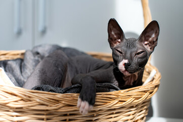 National Cat Lovers Month Restful Sphynx Cat Napping in a Cozy Basket