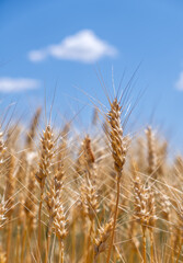 Close-up of golden wheat ears on a background of blue sky and a white cloud. Rich harvest concept.Golden wheat field in summer. Ripe spikelets ready for harvest, with a beautiful sky in the background