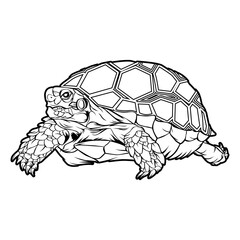 turtle.eps