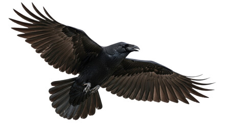 Isolated Raven in Flight