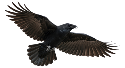 Isolated Raven in Flight