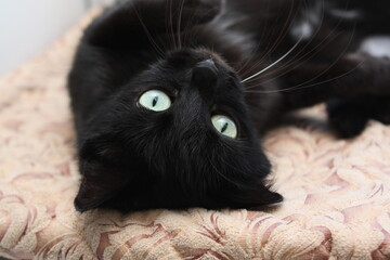 Domestic cat. Black cat lying down.