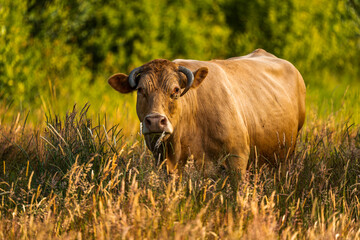 Cow eating grass in the field