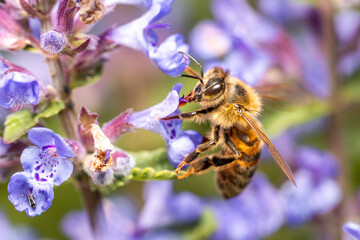 Bee collecting nectar and pollinating a flower. Bee on a flower