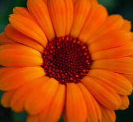 Close-up of a vibrant orange flower Calendula officinalis with a detailed red center, highlighting the beauty of nature and the intricate textures of its petals in a garden environment