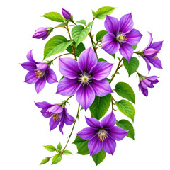 A vibrant cluster of purple clematis flowers with detailed petals and green leaves.
