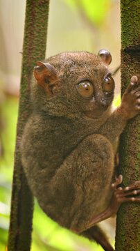 The unique and cute looking Tarsier. Shot on Bohol Philippines. Vertical Video.